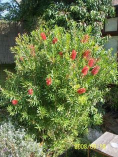 a bush with red flowers in front of a house