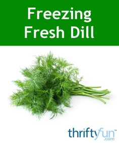 fresh dill with the title freezing fresh dill