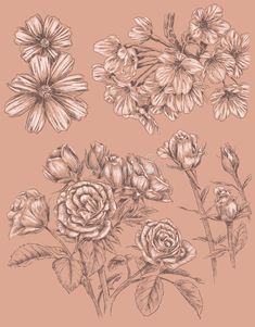 the flowers are drawn in pencil on a pink background royalty illustration stock images and clippings