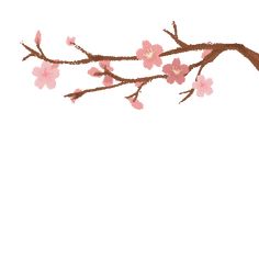 a branch with pink flowers on it against a white background