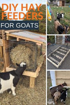 several pictures of goats eating hay and feeding from their feeders, with text overlay that reads diy hay feeders for goats