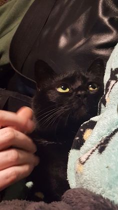 a black cat sitting in someones lap