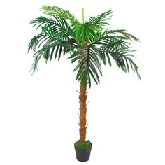 a palm tree in a pot on a white background