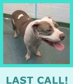 a brown and white dog standing on top of a floor next to a blue sign