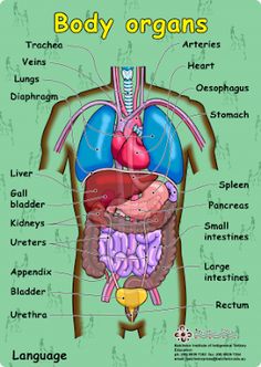 the anatomy of the human body and its major organ systems, including the livers