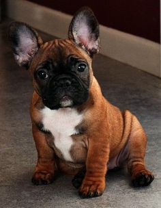 a small brown and white dog sitting on the floor next to a red door with it's ears up