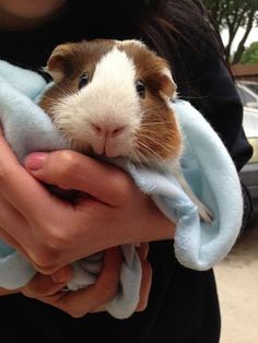 a woman holding a small brown and white guinea pig in her arms, wrapped in a blue blanket