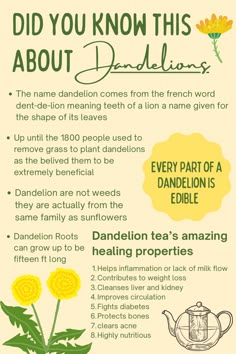 the benefits of dandelion info sheet