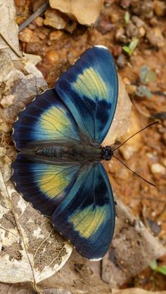 a blue and yellow butterfly sitting on top of a leaf covered ground next to leaves