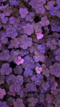 purple flowers with water droplets on them are in the middle of an image that appears to be very colorful