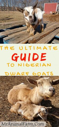 Nigerian Goats, Miniature Goats, Mini Goats