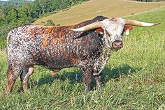 an animal with horns standing in the grass