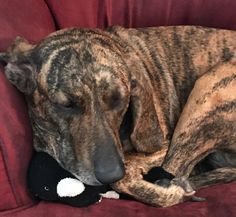 a large dog laying on top of a red couch next to a black stuffed animal