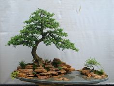 a bonsai tree is displayed in front of a white wall