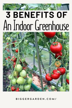 Learn about the Best Indoor Greenhouse designs featuring Decorating A Greenhouse, Small Greenhouse Shelving Ideas, and Cute Greenhouse Ideas. Explore Small Greenhouse Ideas Diy, Greenhouse Interior Design, Greenhouse Furniture, Greenhouse Layout Interiors, and Small Backyard Greenhouse options. Year Round Greenhouse Garden, What To Grow In Greenhouse In Summer, Greenhouse In Michigan, Harbor Freight Greenhouse 6x8