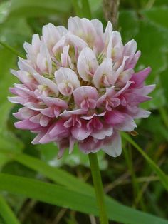 pink and white flower with green leaves in the background