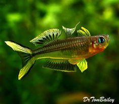 a close up of a fish in an aquarium