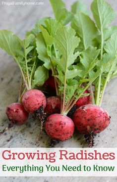 radishes growing on the ground with text overlay reading growing radishes everything you need to know