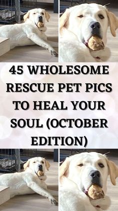 four pictures of a white dog holding a treat in it's mouth with the words, 45 wholesome rescue pet pics to heal your soul october edition