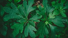 green leaves are growing on the ground