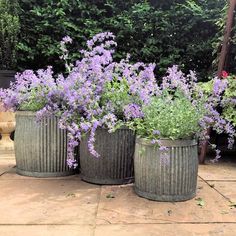 three large metal planters filled with purple flowers