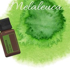 Doterra Tea Tree Oil, Melaleuca Tree, Doterra Tea Tree, Essential Oil Storage, Painting Aesthetic, Oil Storage