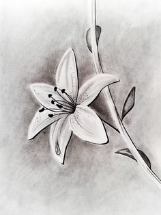 a pencil drawing of a lily flower