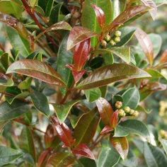 some green leaves and red berries on a tree