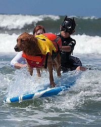 two people riding surfboards with a dog on their back in the water while another person watches