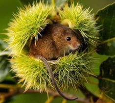 a small rodent sitting in the middle of a green plant with leaves on it