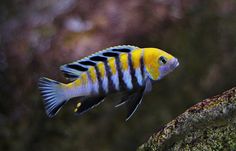 a yellow and black striped fish swimming in the water