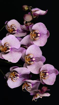 purple orchids are arranged on a black surface