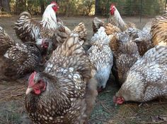 a group of chickens standing next to each other on the ground in a fenced area