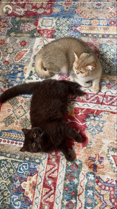 two cats laying on top of a rug next to each other