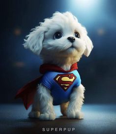 a small white dog wearing a superman costume