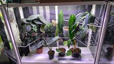 a display case filled with lots of different types of plants