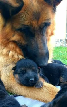 two puppies are cuddling together on the ground in their mother's arms