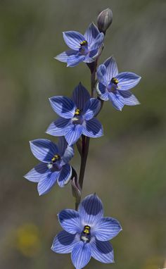 Australian Orchids, Australian Flowers, Australian Native Flowers, Macro Flower, Botanical Flowers