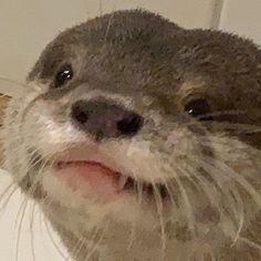 an otter is smiling and looking at the camera