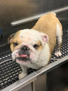 a small brown and white dog standing on top of a metal grate with its tongue hanging out