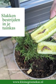 Bewaar voor later! Last van slakken in je moestuin of tuinkas? hier vind je 7 manieren waardoor je van ze afkomt. Volg voor meer inspiratie en ideeën.   #Achtertuin inspiratie. #Tuin Ideeën