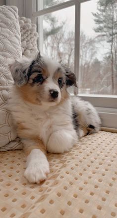 a small dog laying on top of a bed next to a window with snow outside