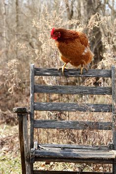 a chicken sitting on top of a wooden bench