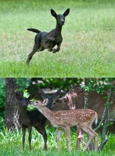 two pictures of baby deer jumping in the air