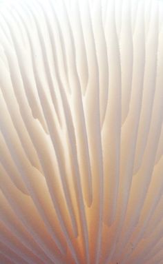 the underside of a large white mushroom with long thin ridges on it's surface