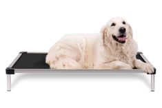 a large white dog laying on top of a table