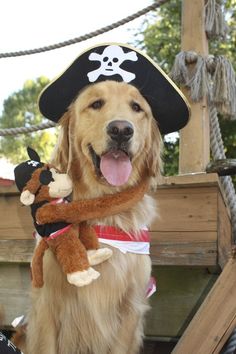 a dog wearing a pirate hat and holding a stuffed animal