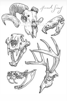 an animal skull and some other animals'heads are shown in this black and white drawing