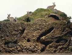 some animals that are sitting on top of a rock formation in the grass and dirt