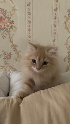 a fluffy cat sitting on top of a bed next to pillows and pillowcases